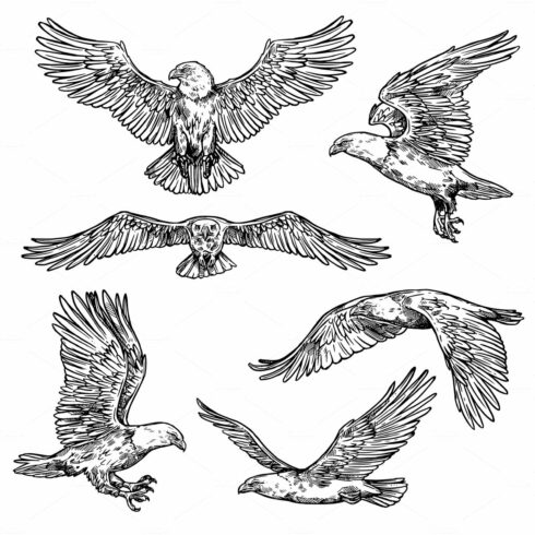 Hawk or eagle sketch, flying falcon cover image.