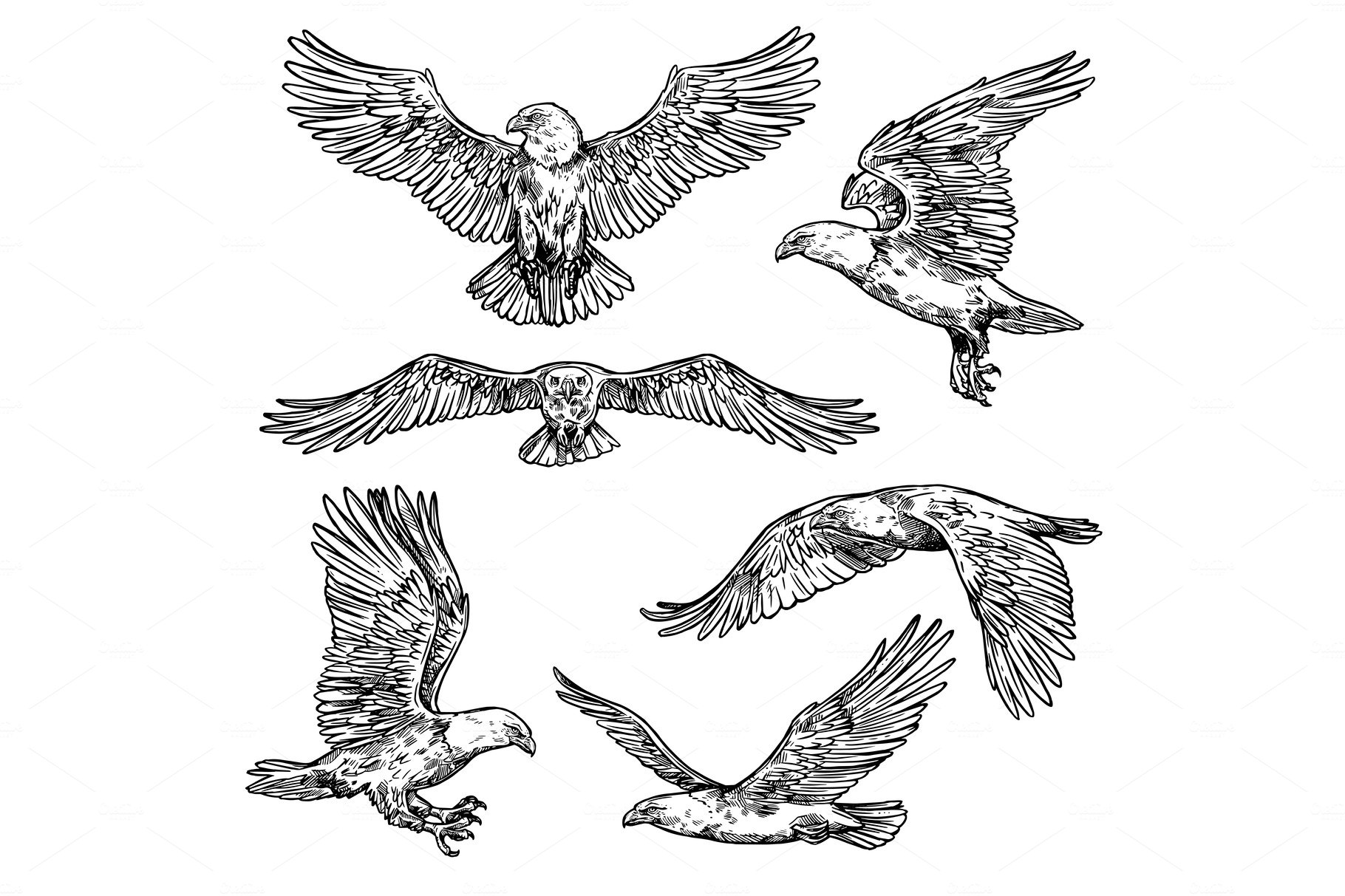 Hawk or eagle sketch, flying falcon cover image.