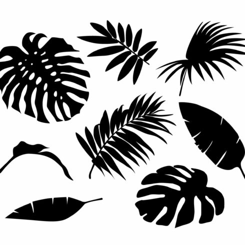 Palm leaves silhouettes cover image.