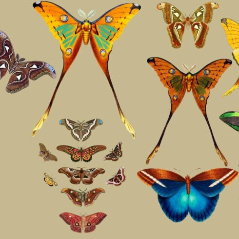 12 Vintage Butterflies cover image.