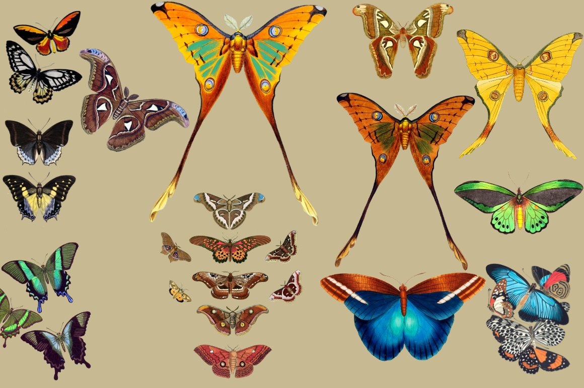 12 Vintage Butterflies cover image.