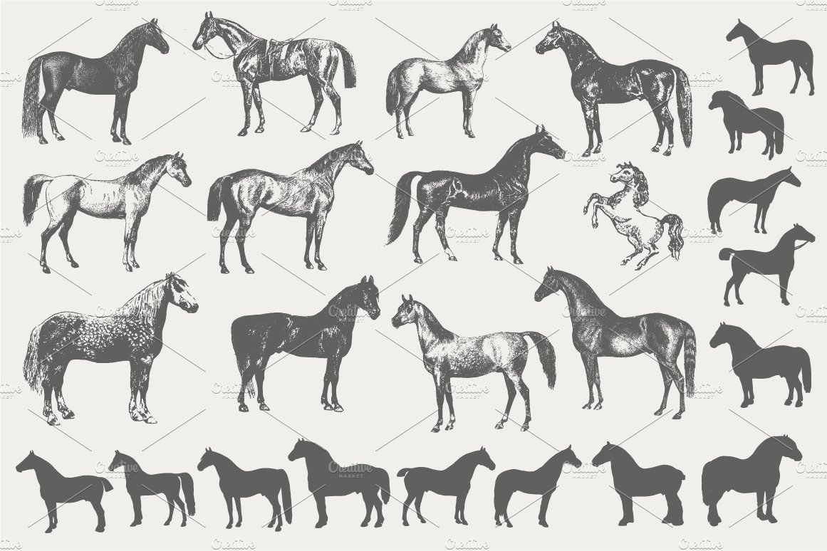 Vintage Horse Illustrations cover image.