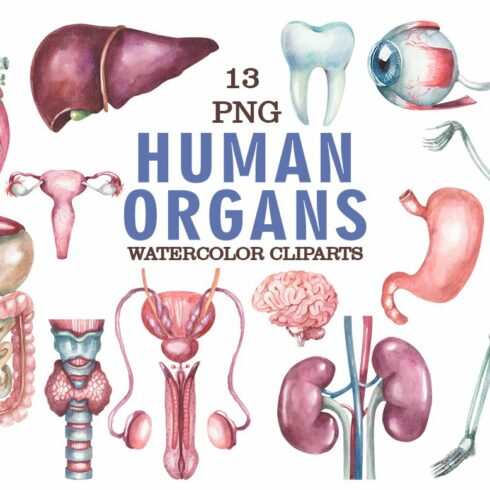 Watercolor human organs clipart cover image.