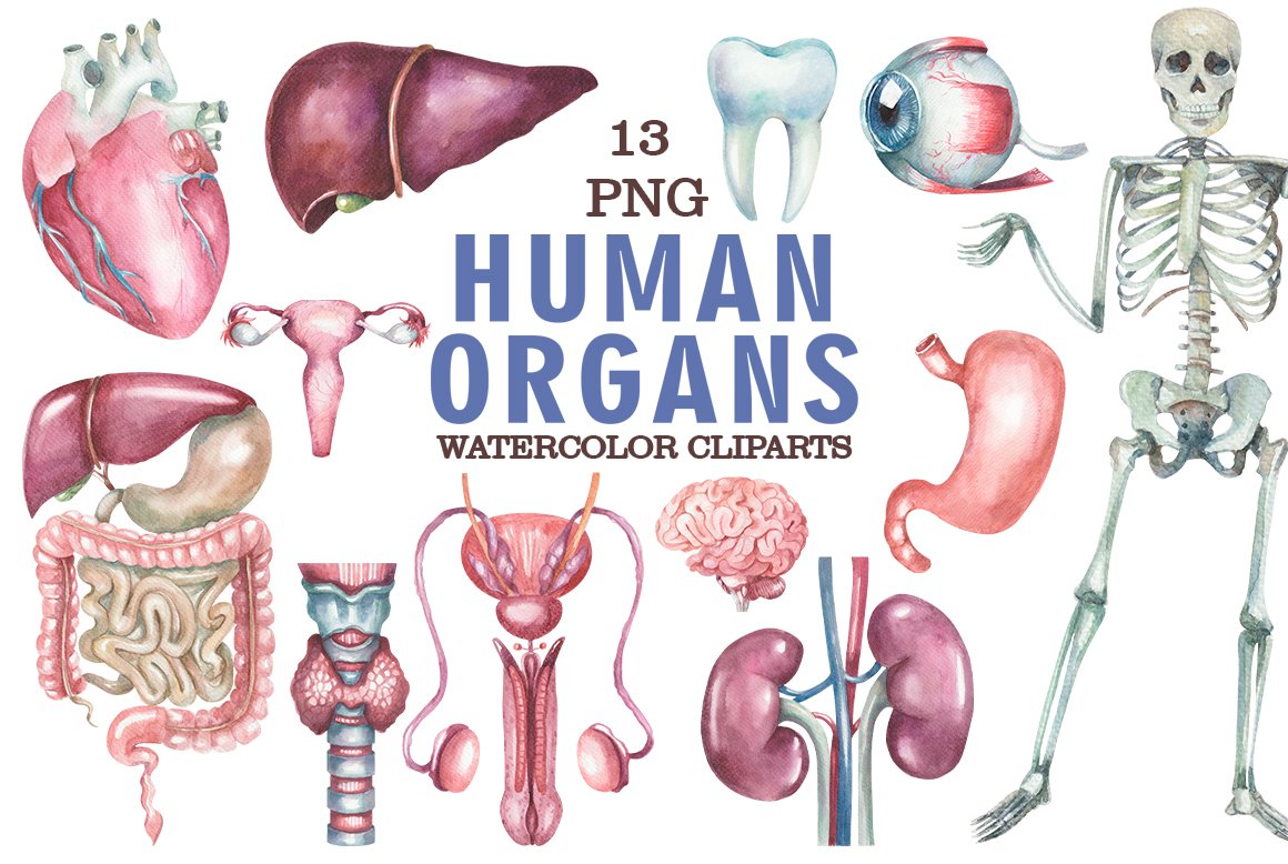 Watercolor human organs clipart cover image.