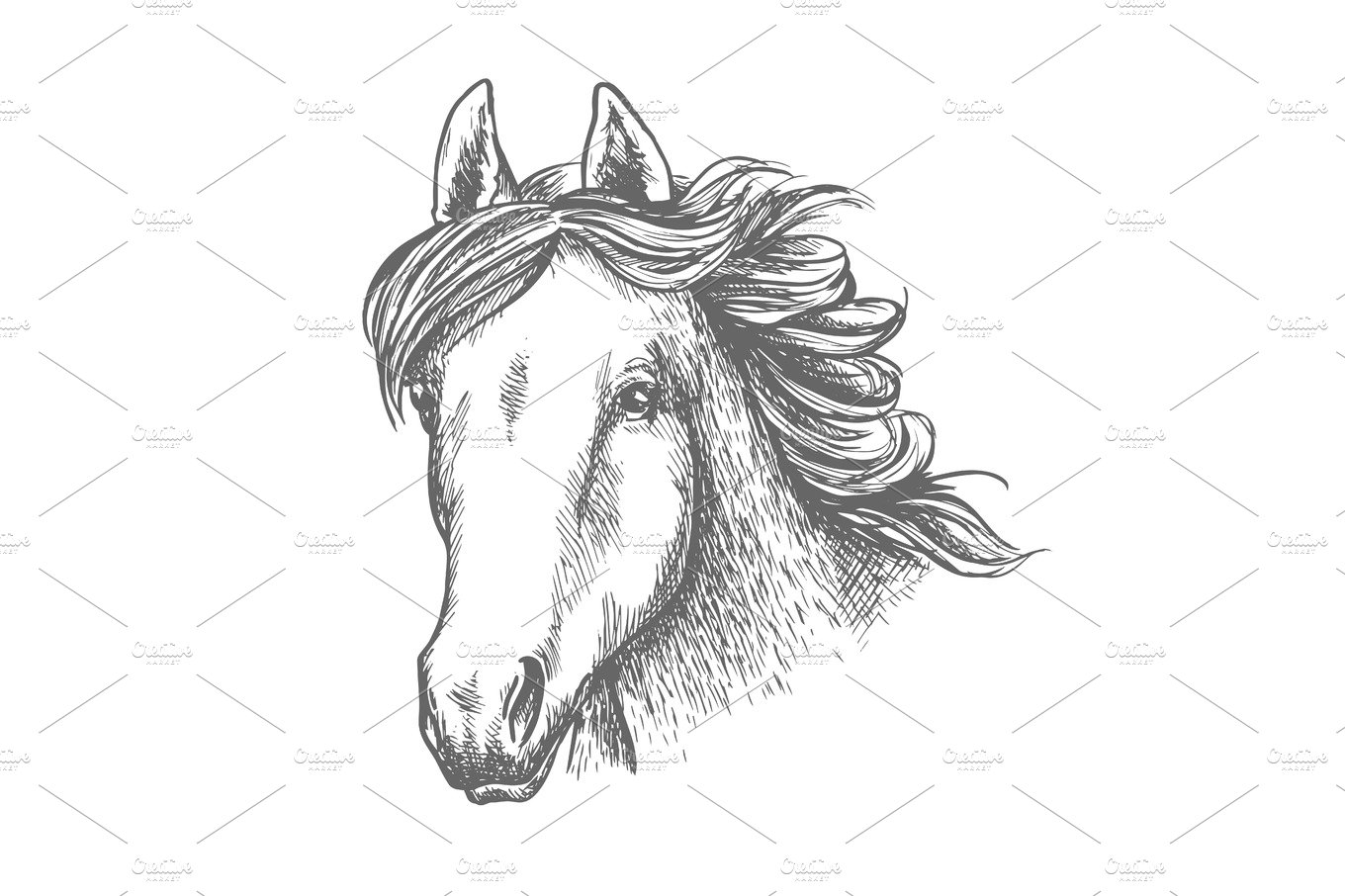 Horse head sketch of arabian mare cover image.