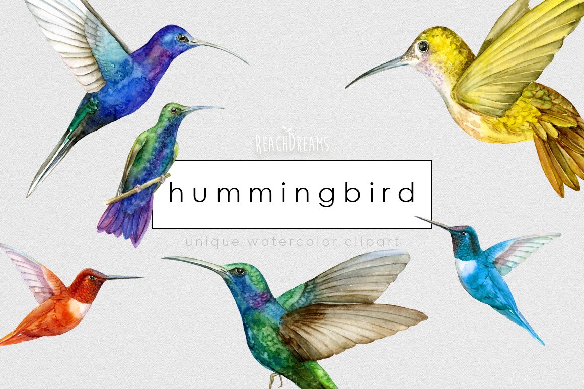 Hummingbird Birds Collection cover image.