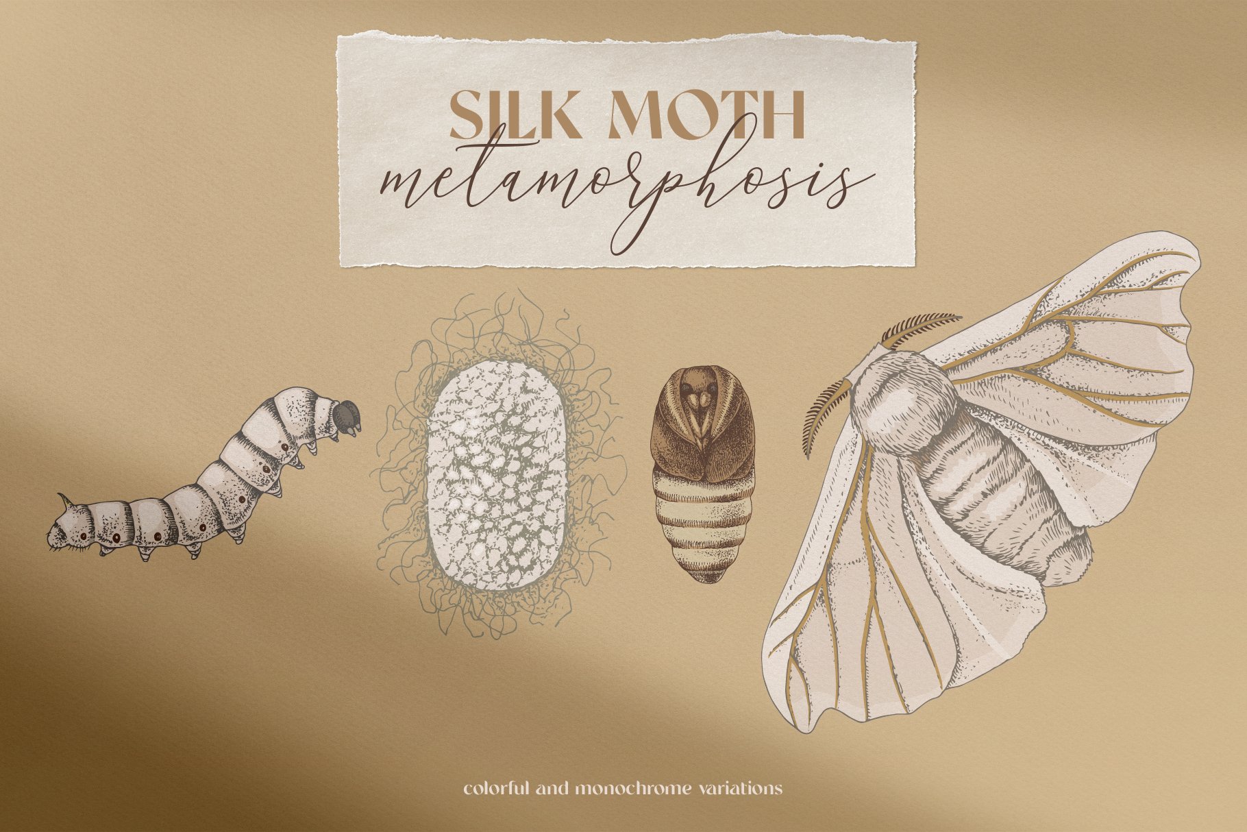 Silk moth metamorphosis cover image.