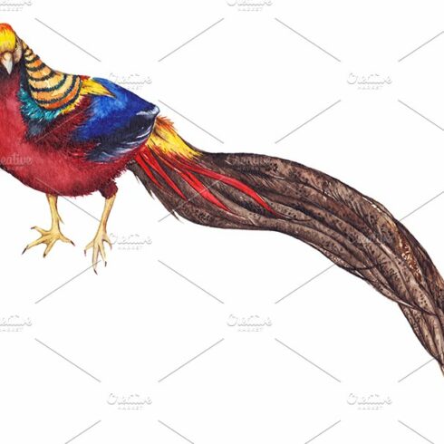 Watercolor animal bird pheasant art cover image.