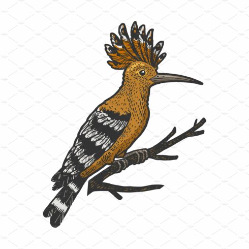 Eurasian hoopoe bird sketch vector cover image.