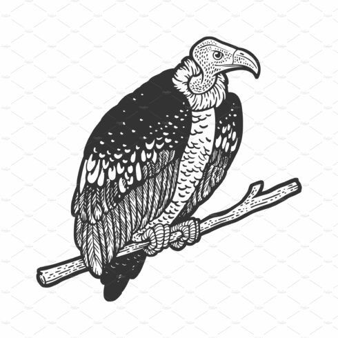 vulture bird sketch vector cover image.