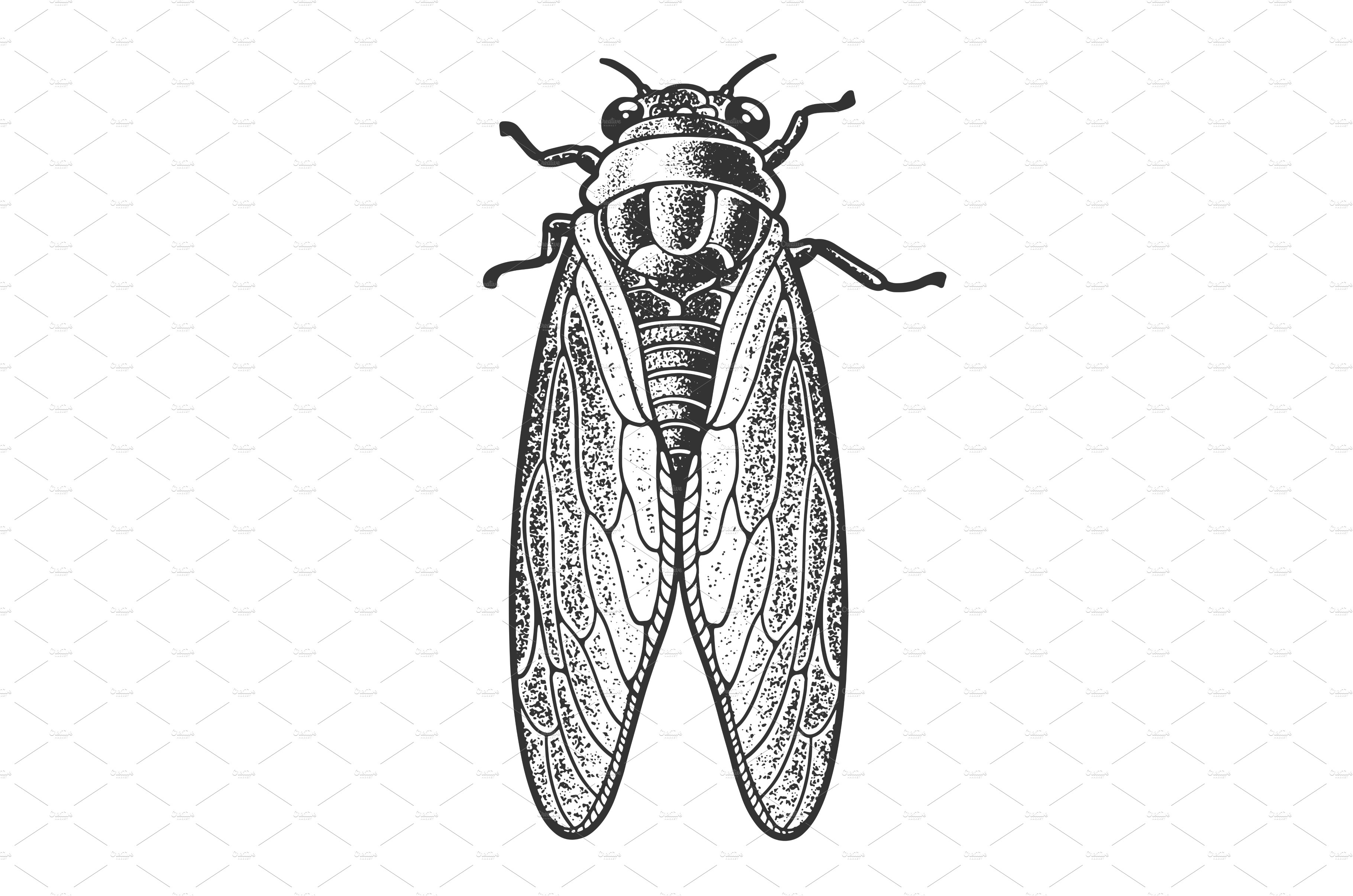 cicadas drawing