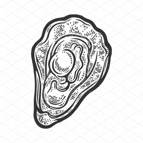 oyster sketch vector illustration cover image.