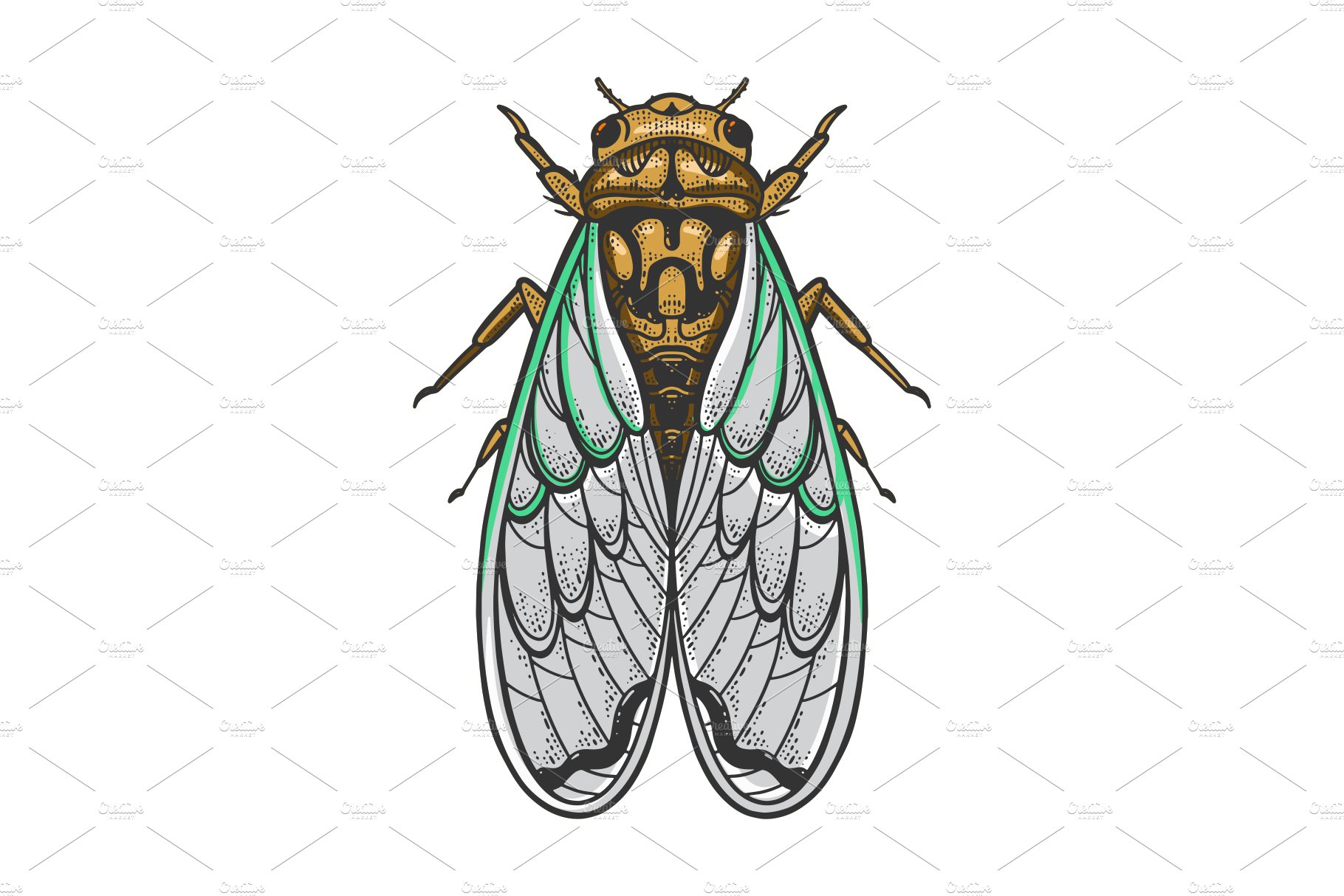 Cicadidae insect color sketch vector cover image.