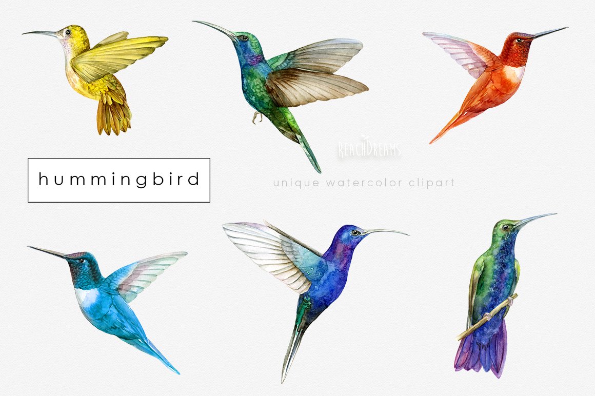 Hummingbird Birds Collection preview image.