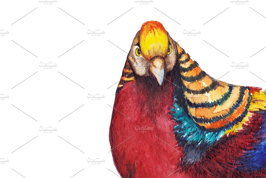 Watercolor animal bird pheasant art cover image.