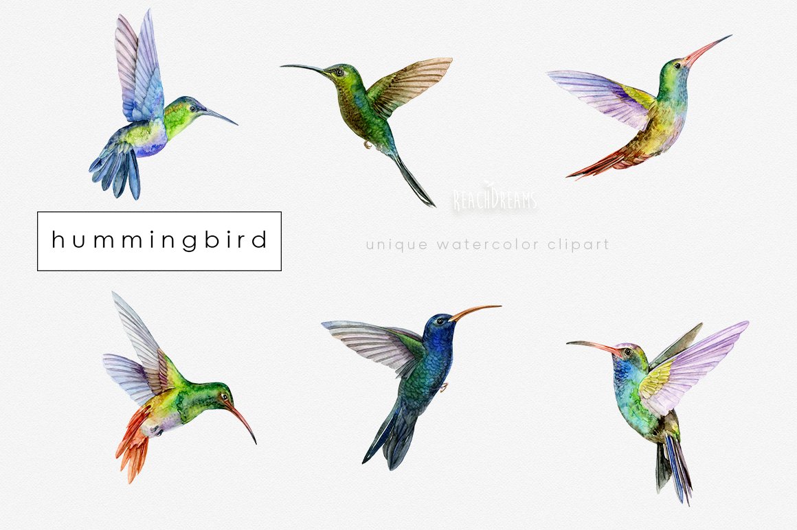 Hummingbird Birds Collection preview image.