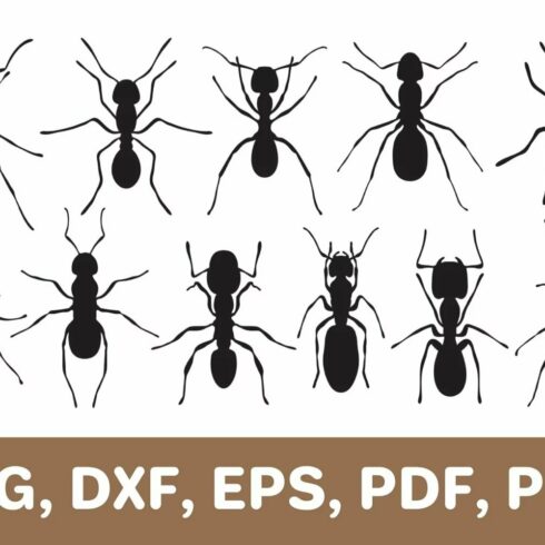 Ant svg cut file, ants silhouette cover image.