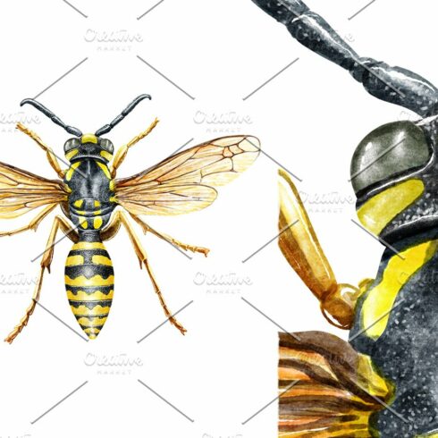 Wasp watercolor illustration cover image.