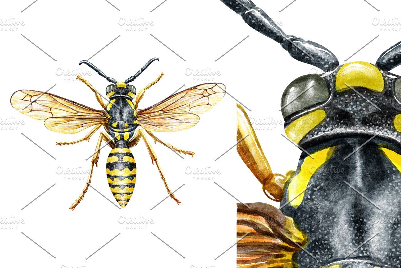 Wasp watercolor illustration cover image.