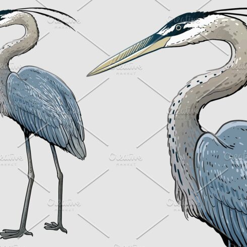Grey heron illustration cover image.