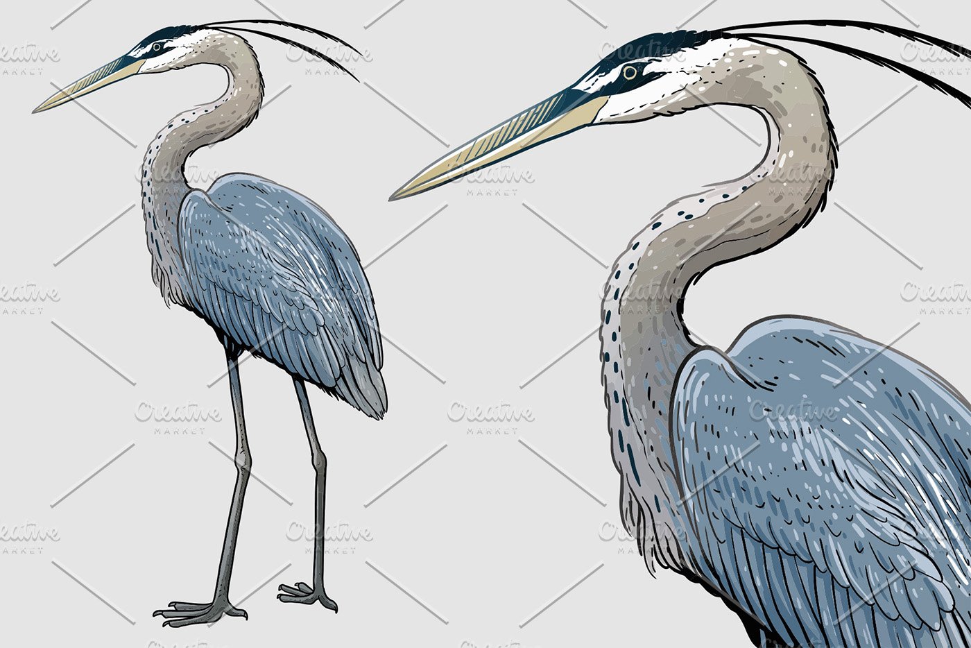 Grey heron illustration cover image.