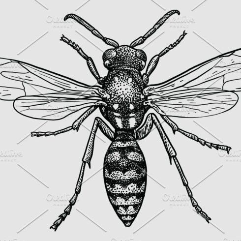Wasp illustration cover image.