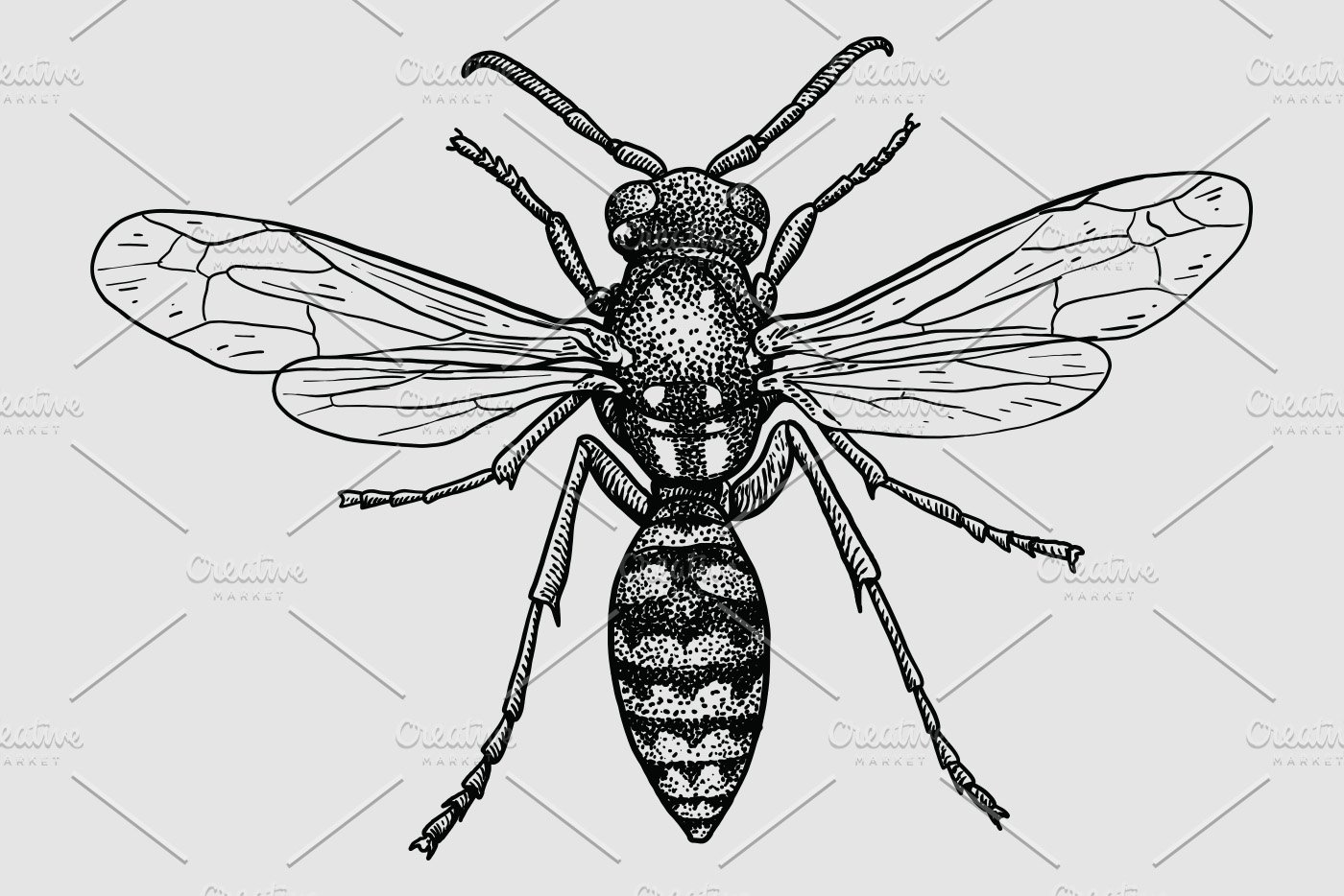 Wasp illustration cover image.