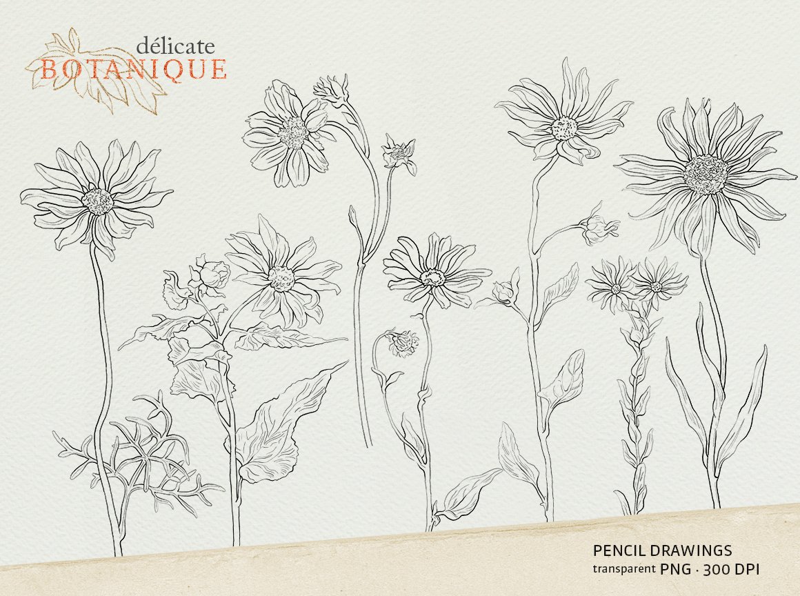 Wildflowers - Pencil Sketch Collection - Design Cuts