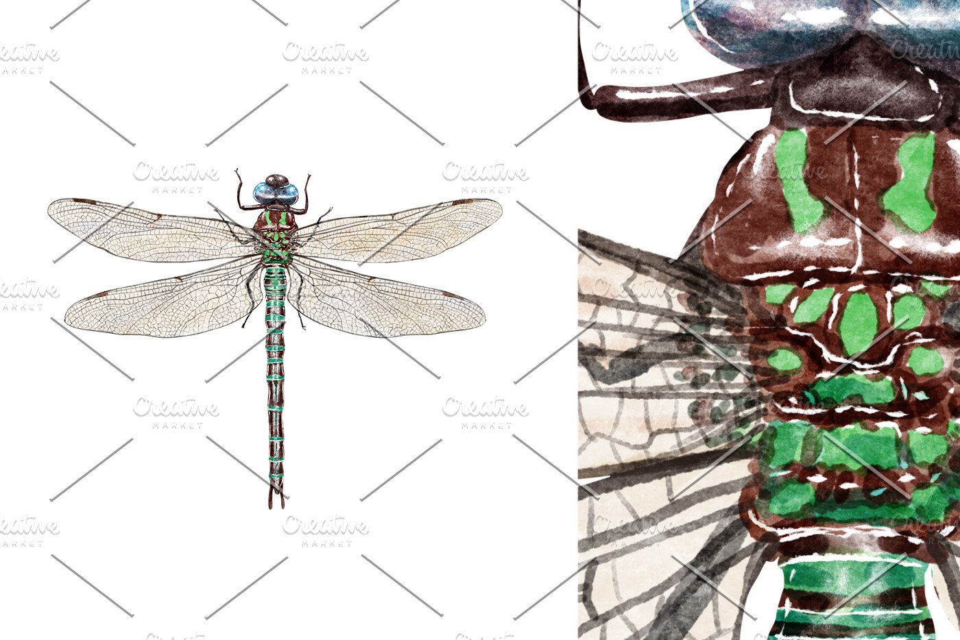 Dragonfly watercolor illustration cover image.