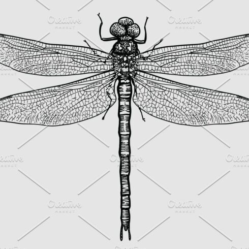 Dragonfly illustration cover image.