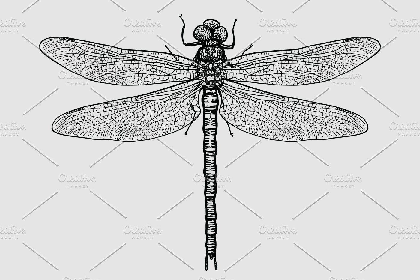 Dragonfly illustration cover image.