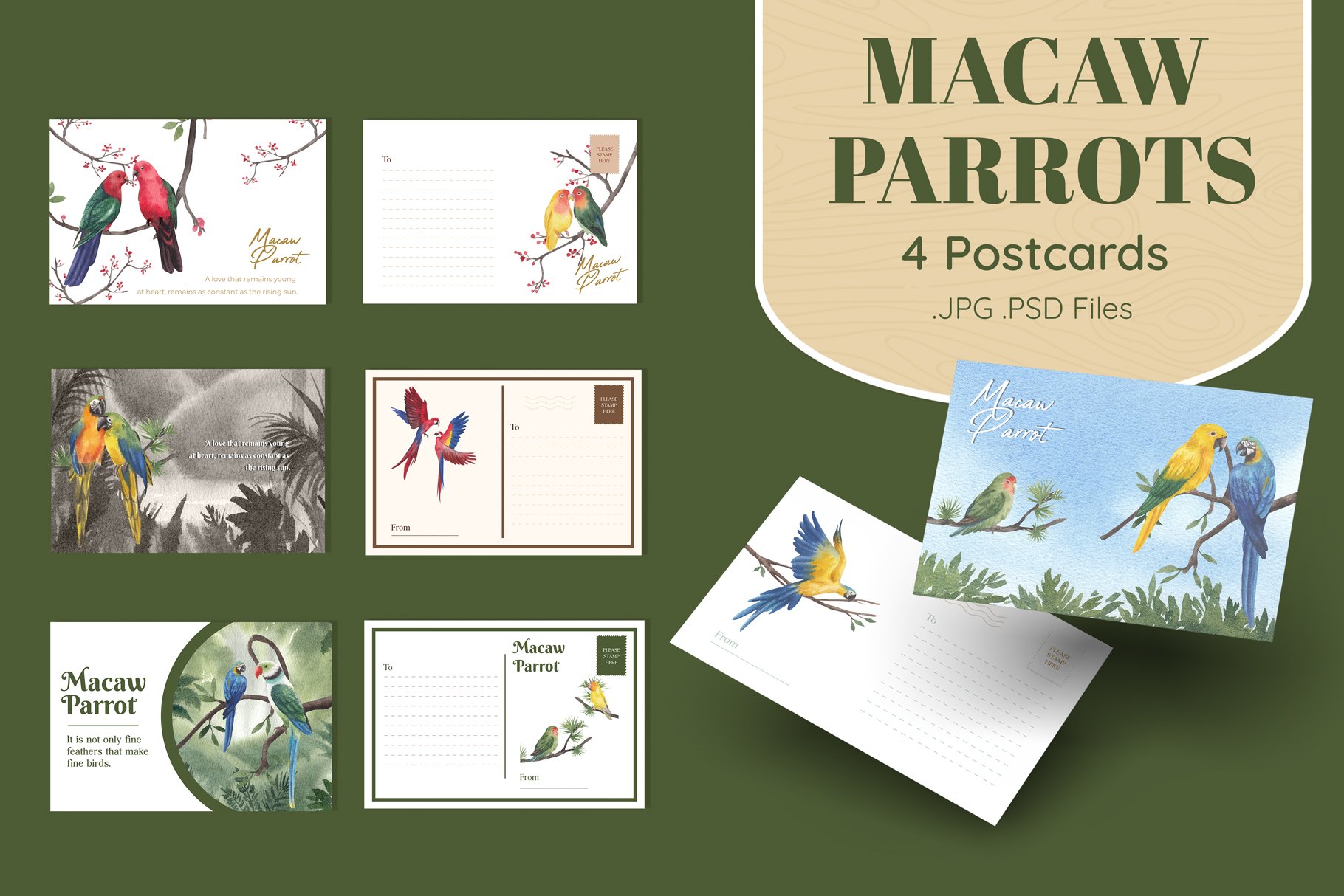 05 macaw parrot presentation postcard 530