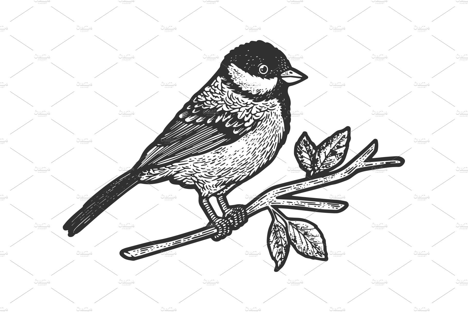 titmouse bird sketch vector cover image.