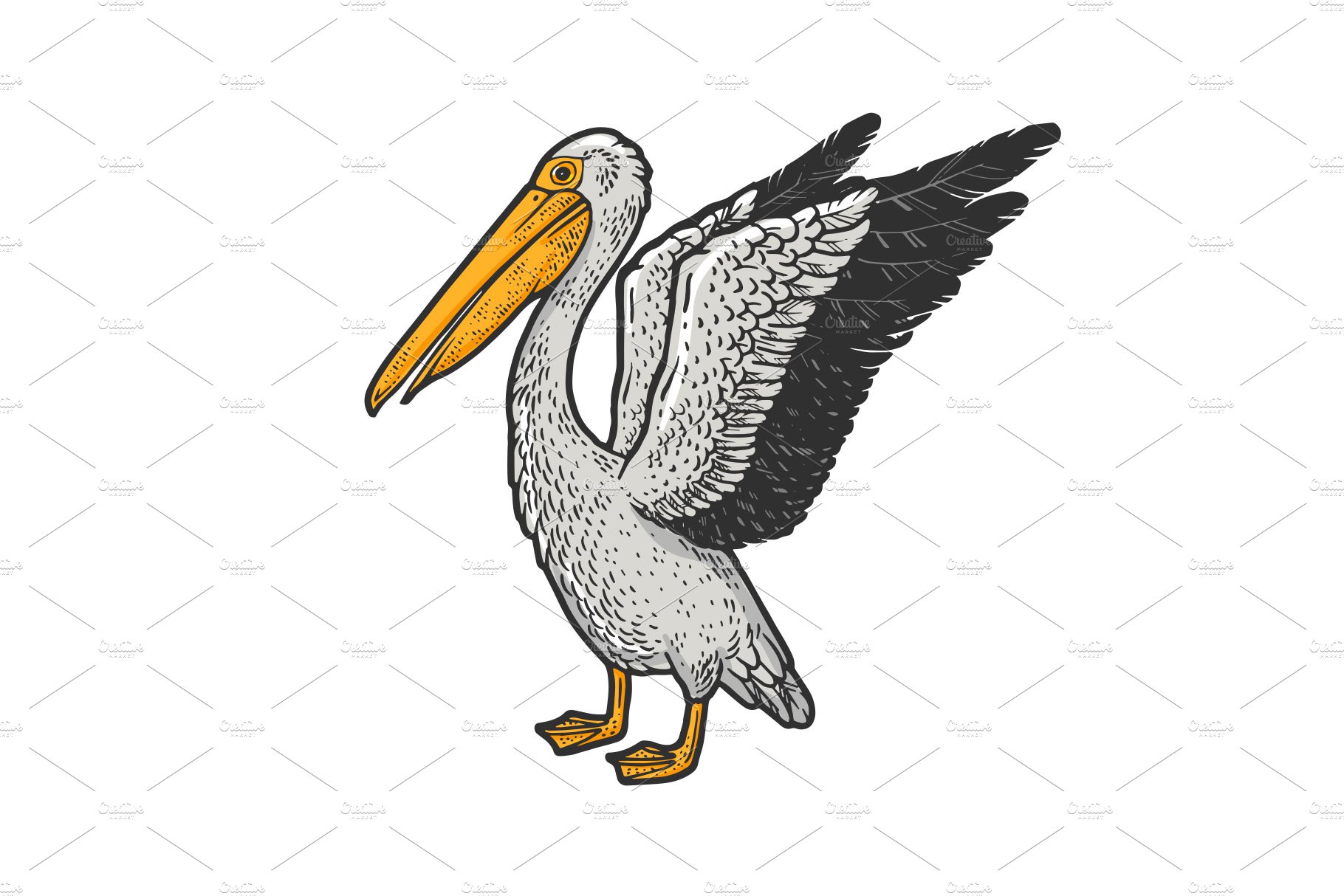 Pelican bird sketch vector cover image.