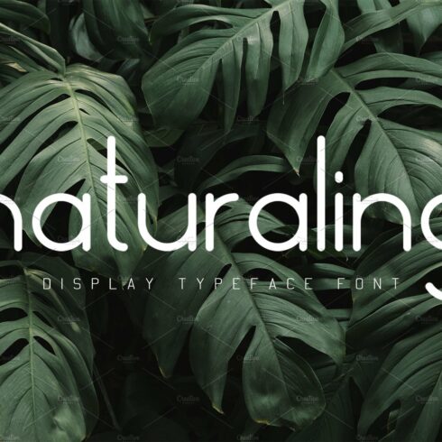 Naturaling Display Font cover image.