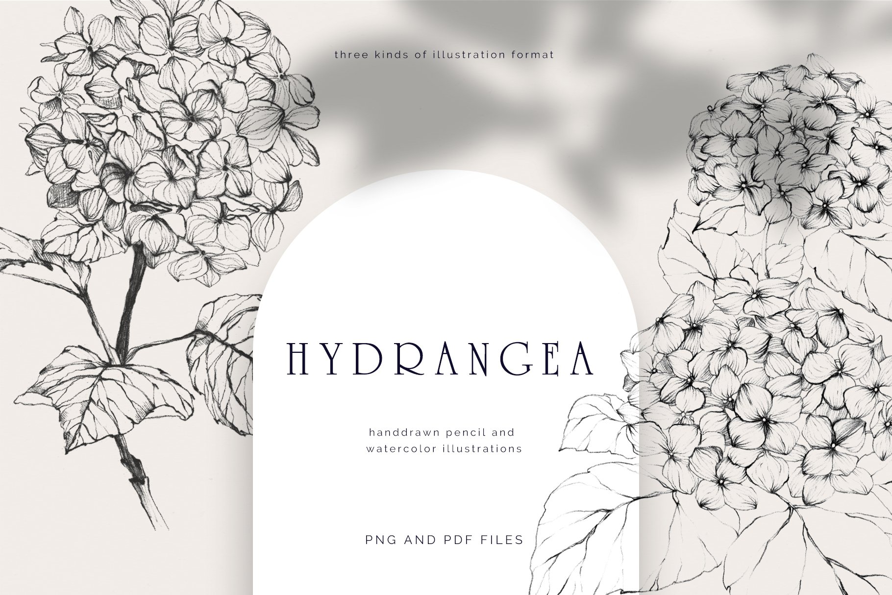 Hydrangea. Pencil and watercolor cover image.
