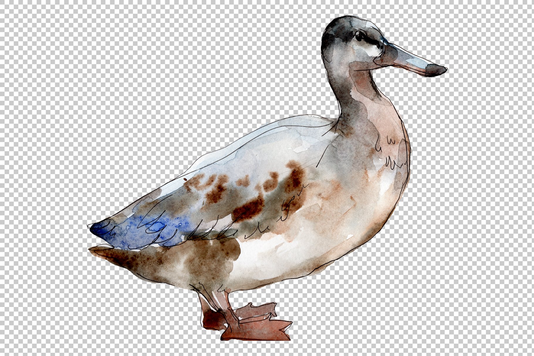 Agriculture: goose,duck Watercolor preview image.