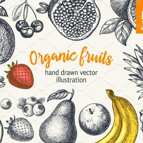 Fruits. Hand drawn collection. cover image.
