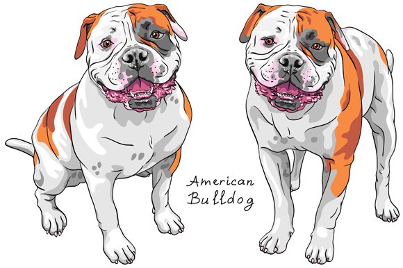 Dog American Bulldog SET cover image.