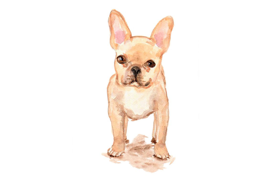 French Bulldogs preview image.