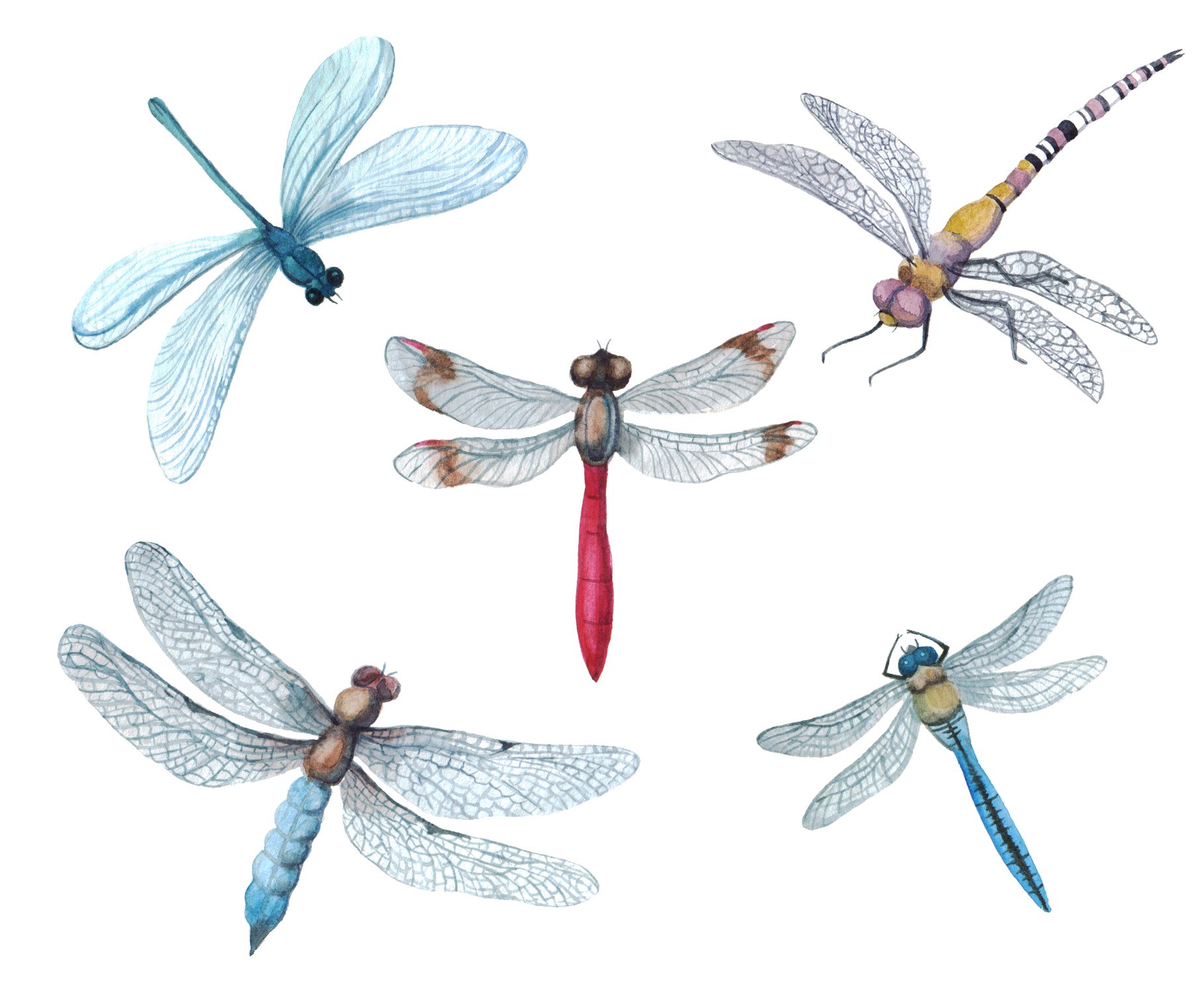 Watercolor Clipart Digital dragonfly preview image.