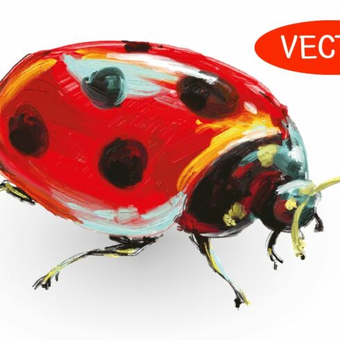 Ladybug hand drawn illustration cover image.