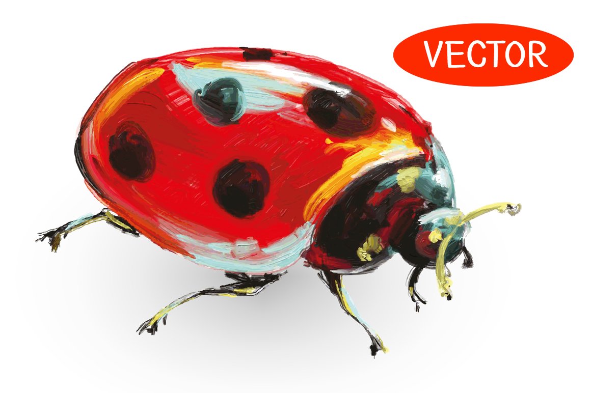 Ladybug hand drawn illustration cover image.