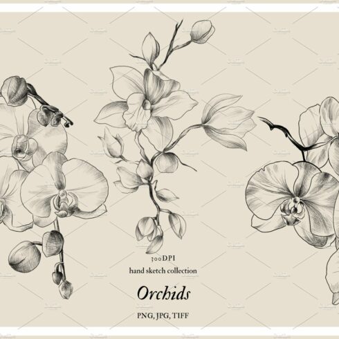 Pencil drawing Orchid flowers cover image.