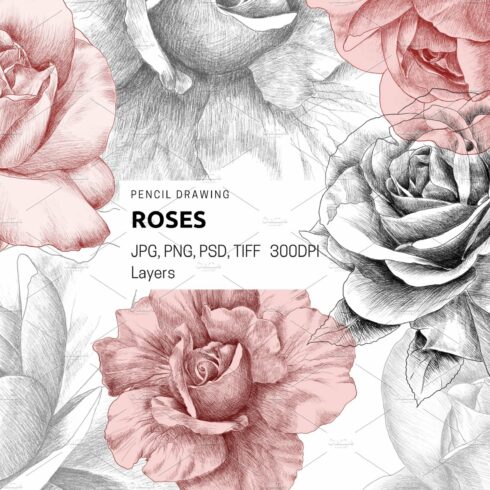 Roses pencil drawing cover image.