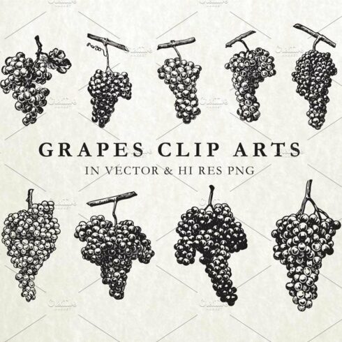 Vintage Hand Drawn Grape Vector Pack cover image.