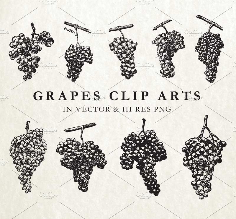 Vintage Hand Drawn Grape Vector Pack cover image.