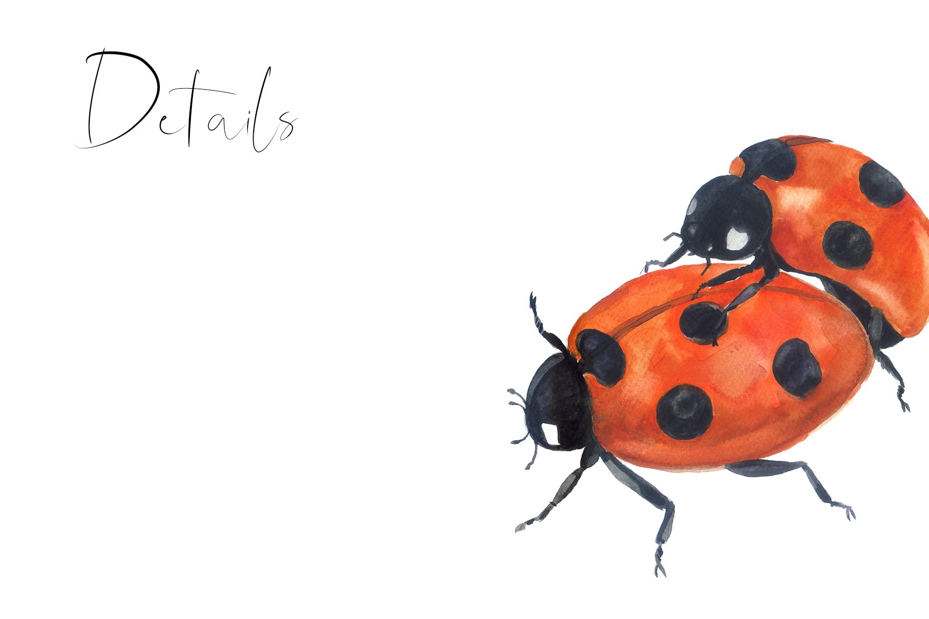 Watercolor clipart Insect collection preview image.