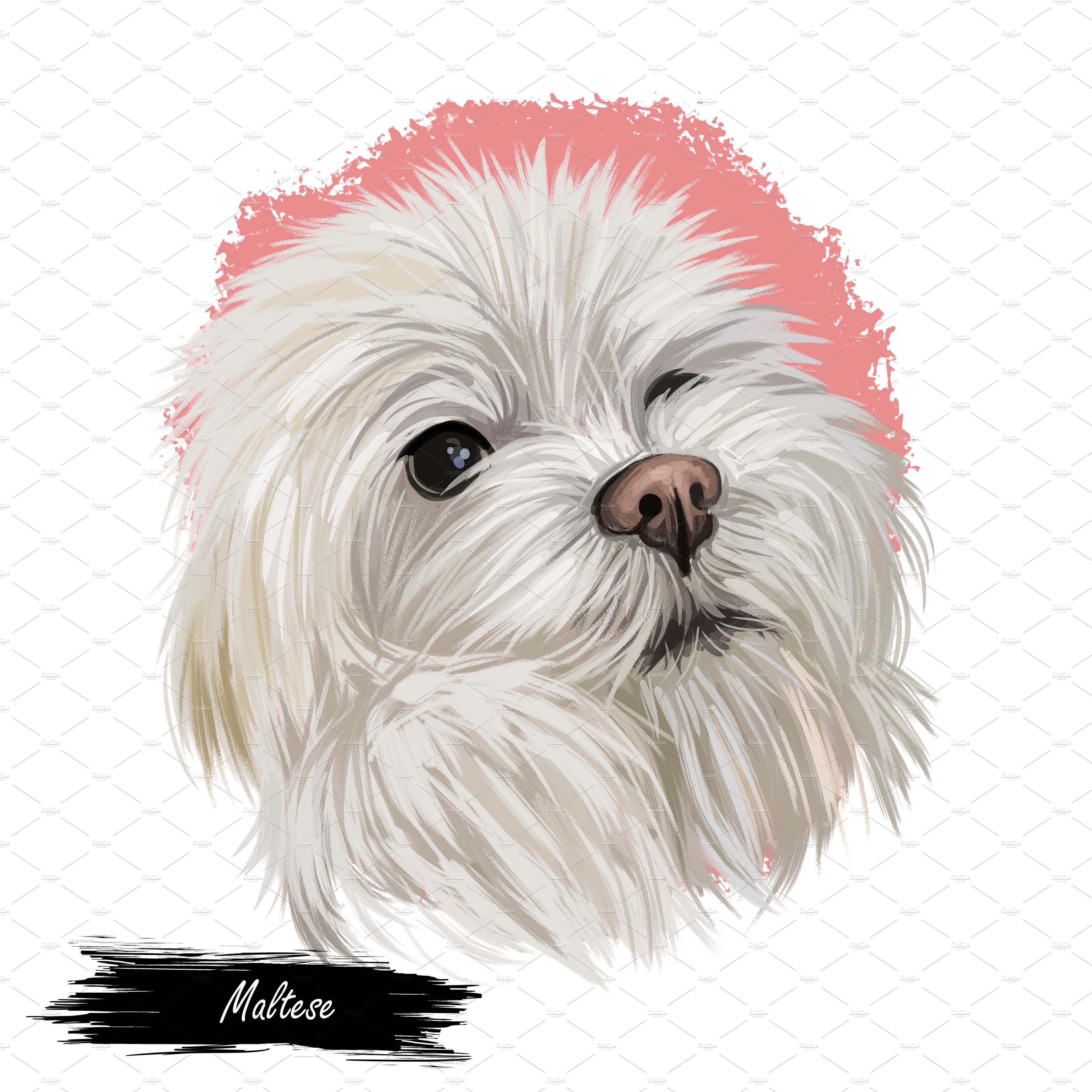 Maltese Dogs  Cross Breeds PSD, PNG preview image.