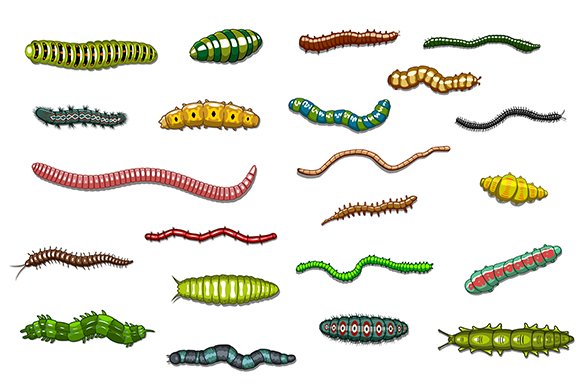 Caterpillars and worms cover image.